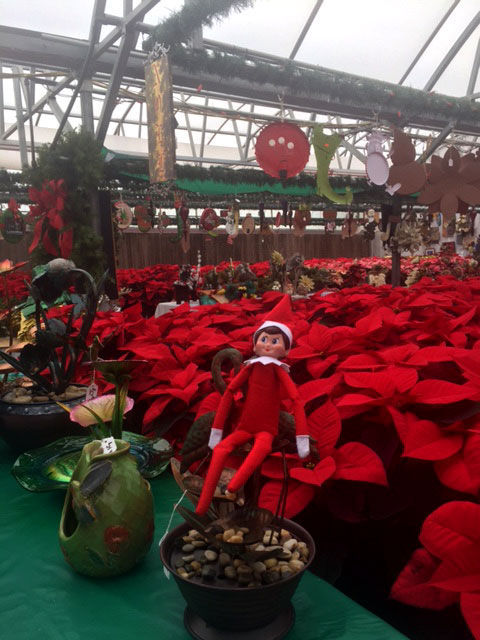 At a Butte poinsettia plant